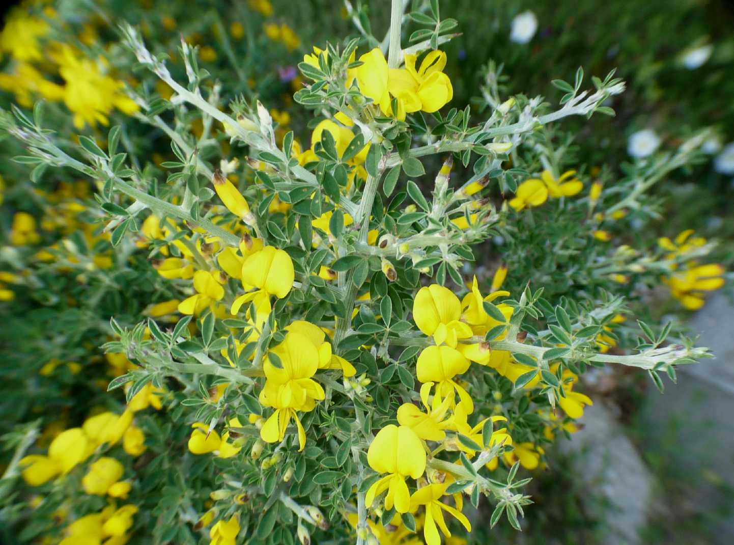 Pianta spinosa della macchia mediterranea